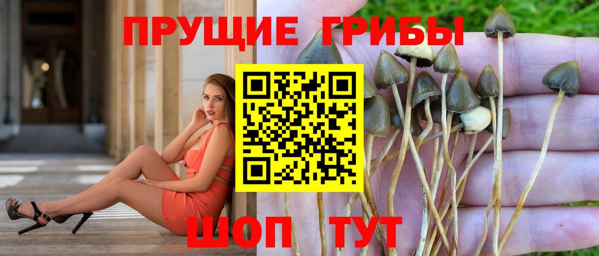Галлюциногенные грибы Psilocybine cubensis Нефтекумск